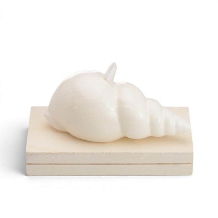 SC. CONCHIGLIA CM 13.5 WHITE